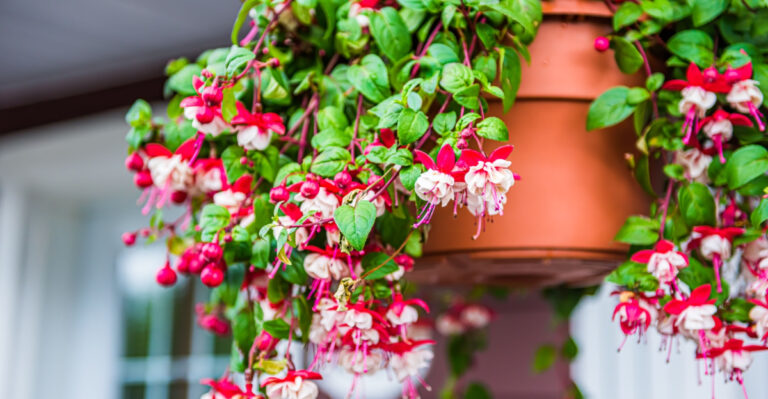 6 Secrets Oregon Gardeners Use To Keep Fuchsia Blooming Longer