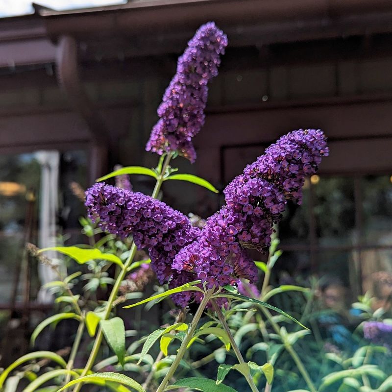 Butterfly Bush (Buddleja Davidii)
