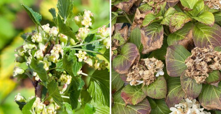 struggling hydrangeas