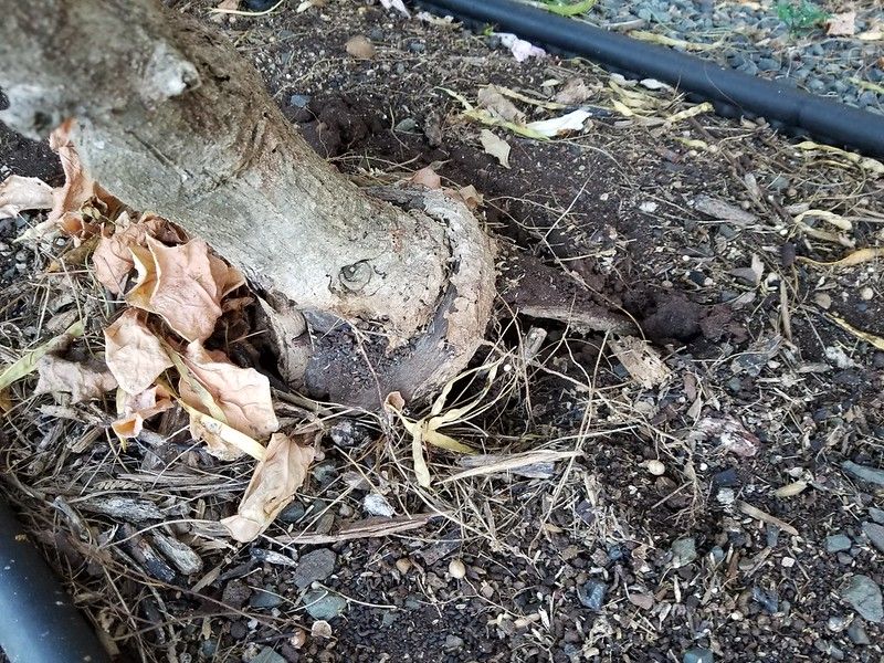 Too Much Rain Can Cause Root Trouble