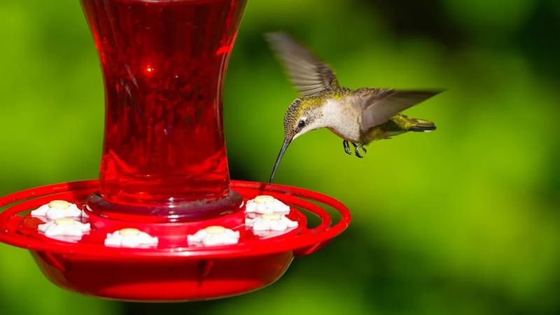 Put Out Fresh Nectar Feeders Early