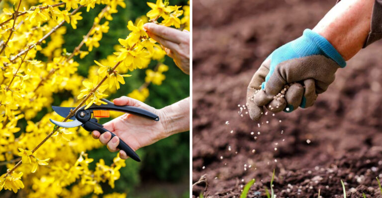 pruning and fertilizing