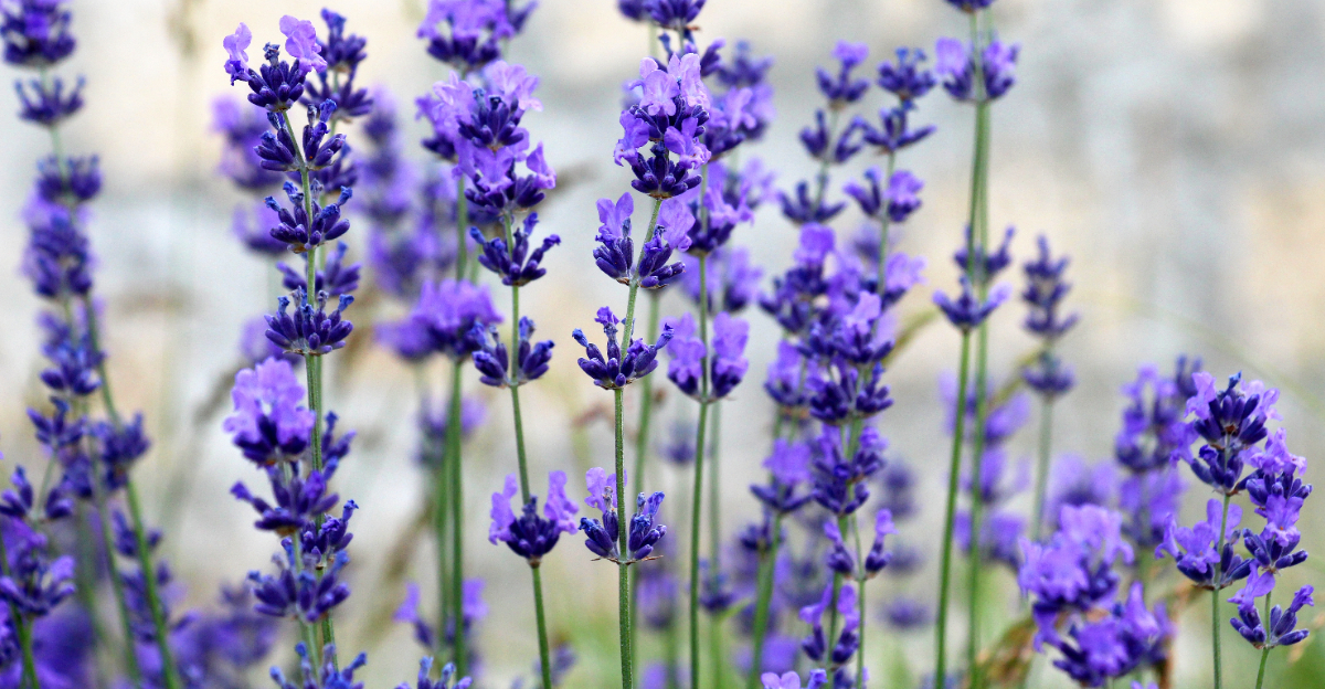 Lavender (featured image)