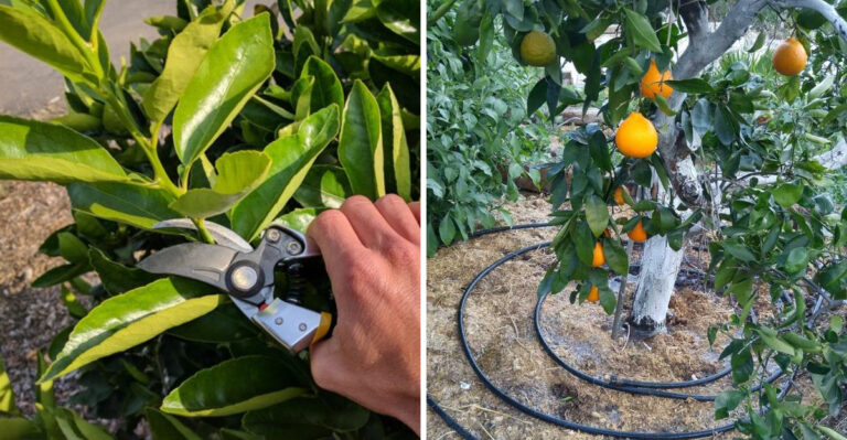 7 April Tasks That Keep Arizona Citrus Trees Productive All Summer