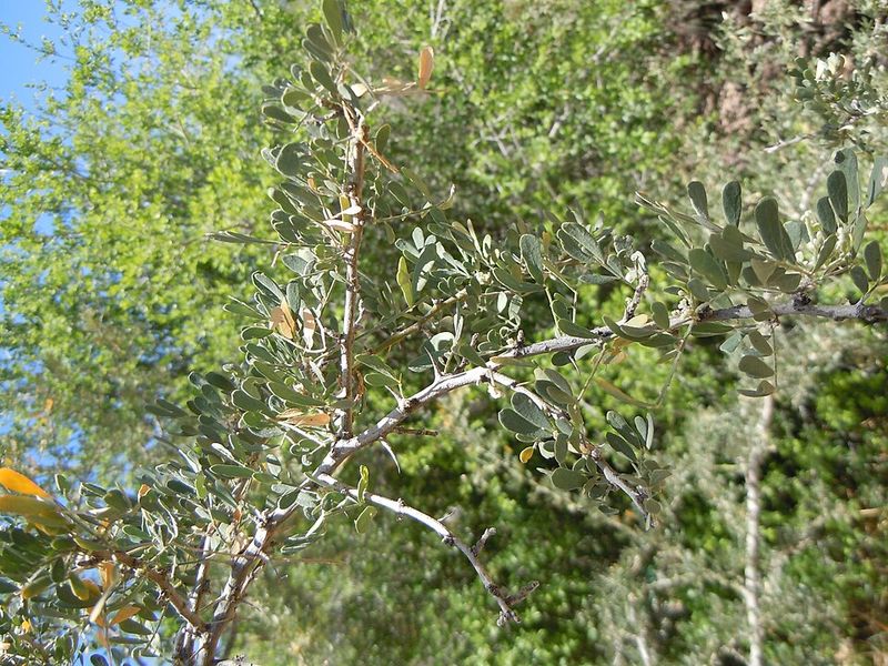 Desert Ironwood Stays Tough In Extreme Arizona Heat