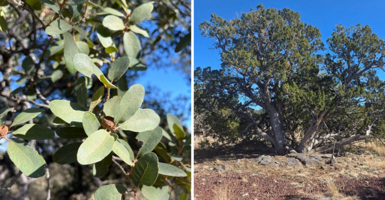 7 Arizona Native Trees You’ll Almost Never Find At A Nursery
