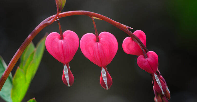 bleeding hearts plant