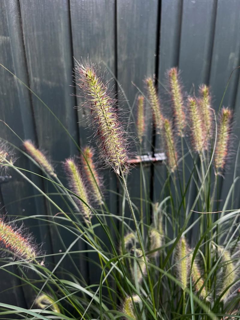 Dwarf Fountain Grass Stays Compact And Works Well In Pots