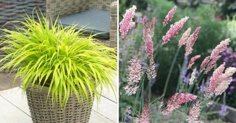 7 Beautiful Ornamental Grass Varieties To Grow In Georgia Containers