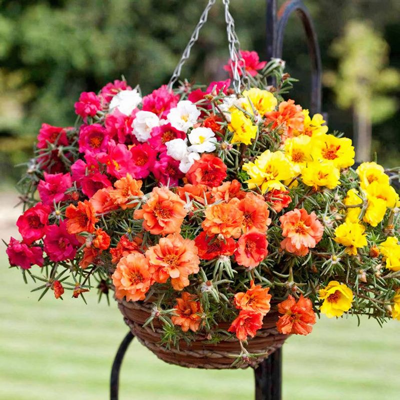 Portulaca Brings Bright, Heat-Loving Blooms To Your Baskets