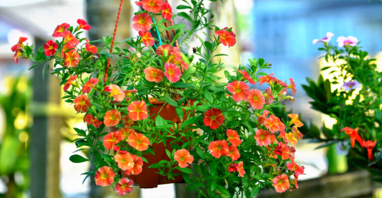 7 Best Plants For Hanging Baskets In Arizona Full Sun Gardens
