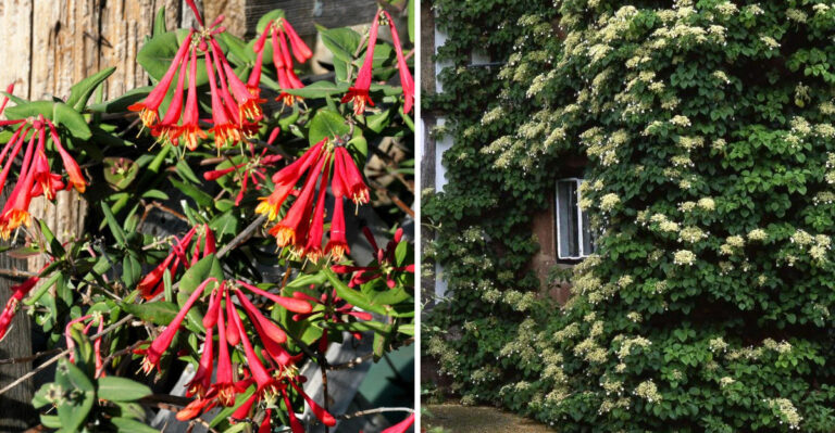 coral honeysuckle and climbing hydrangea