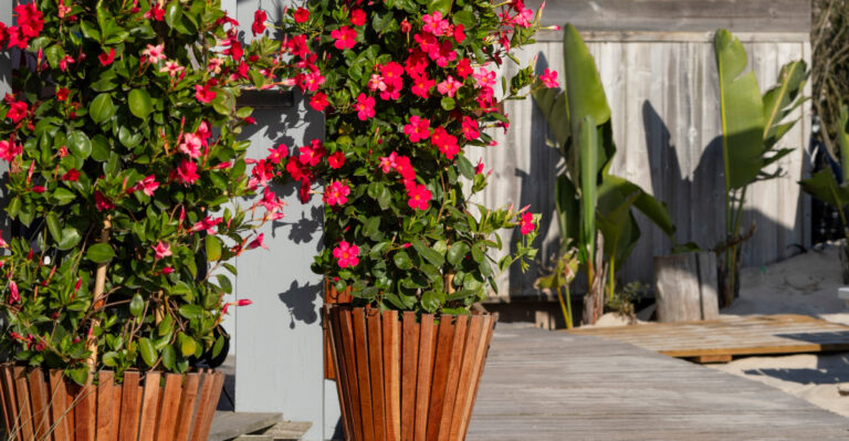 pots with red Mandevilla flowers
