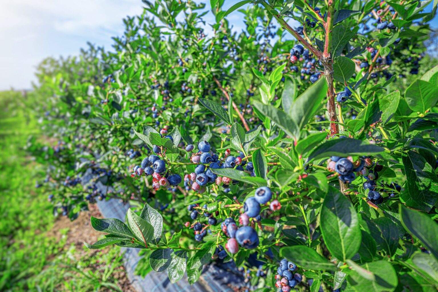 Growing Blueberries In Texas