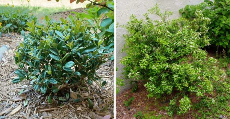 Carissa Holly and Simpson's Stopper