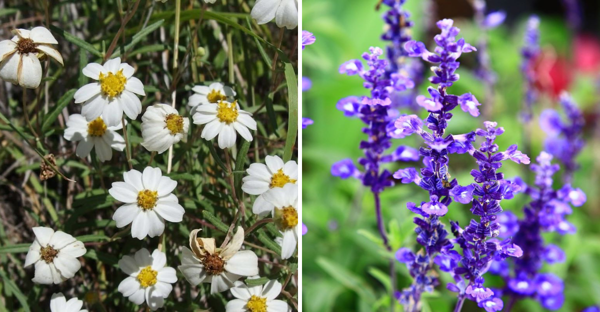 blackfoot daisy and mealy blue sage
