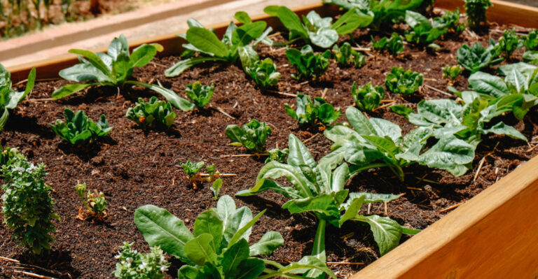 vegetables (featured image)