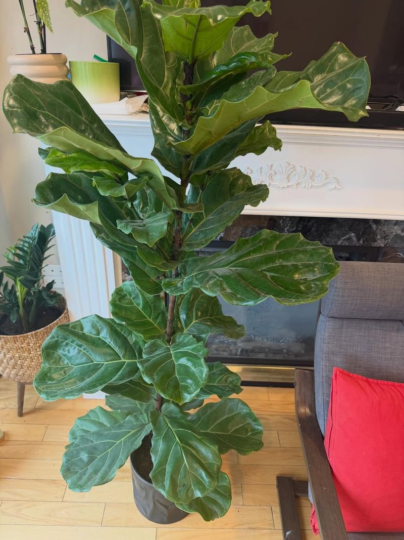 Fiddle Leaf Fig