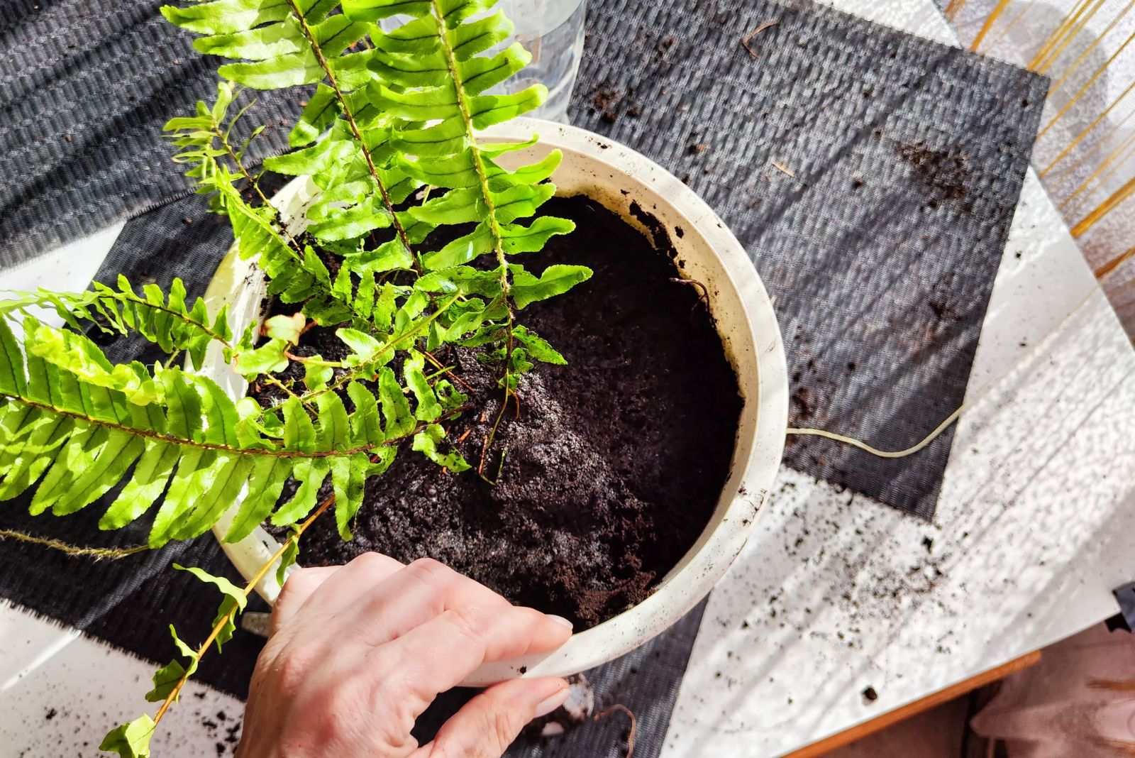 fern in pot