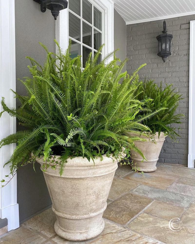 Ferns (Boston Ferns Especially)