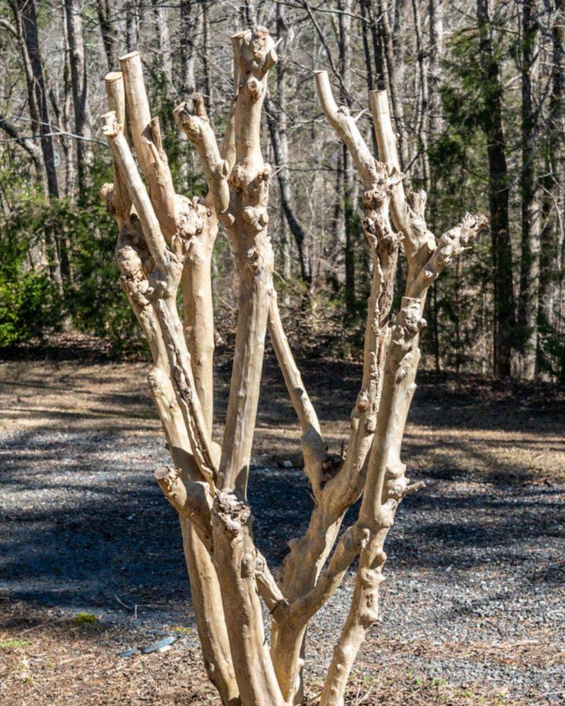 Topping Trees Leads To Weak And Excessive Growth