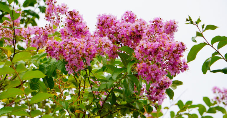 crepe myrtle (featured image)