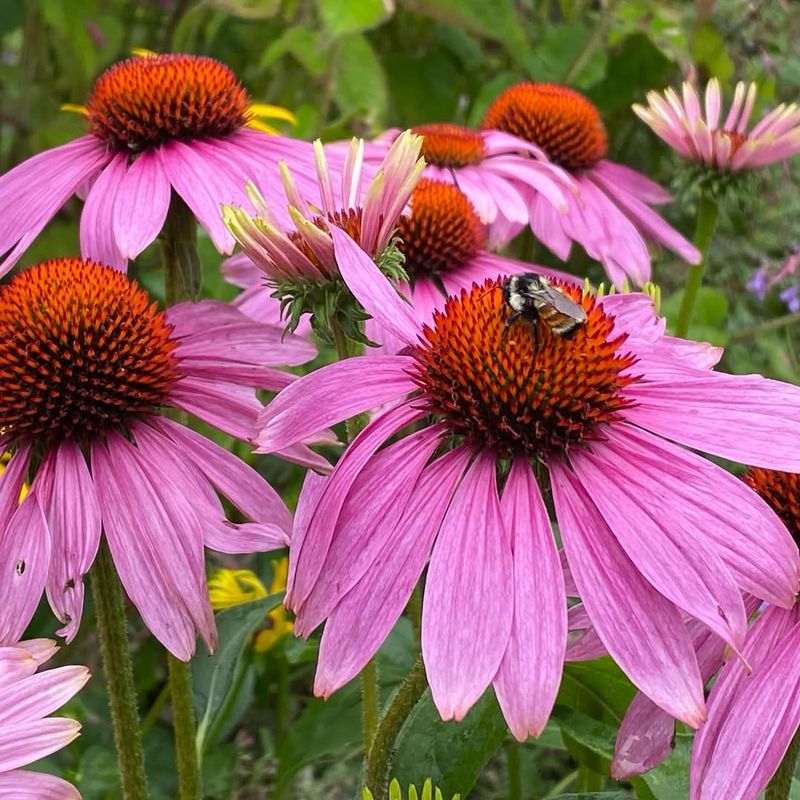 Purple Coneflower Standing Strong With Long Summer Blooms