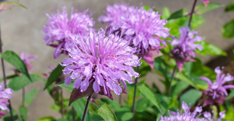 7 Deep-Rooted Pennsylvania Native Flowers That Thrive In Clay