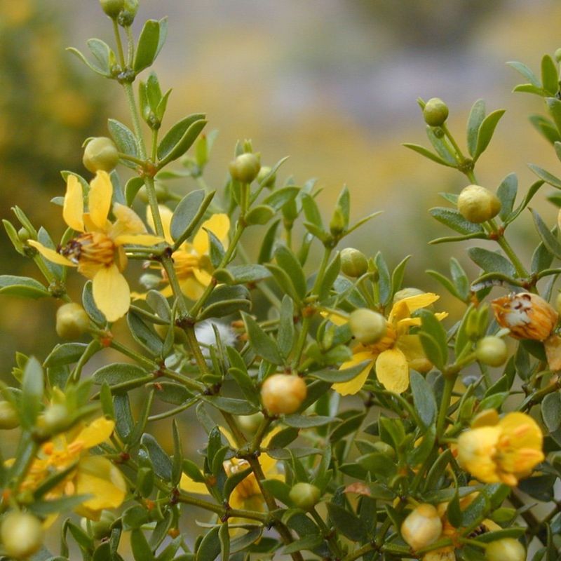 Creosote Bush Thrives In Extreme Heat And Needs Very Little Water