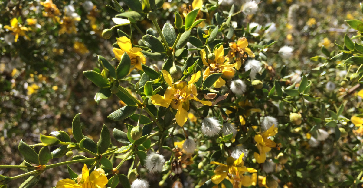 plant (featured image)