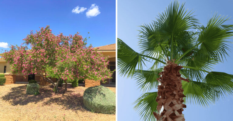 7 Desert Trees And Palms You Can Plant In May In Arizona