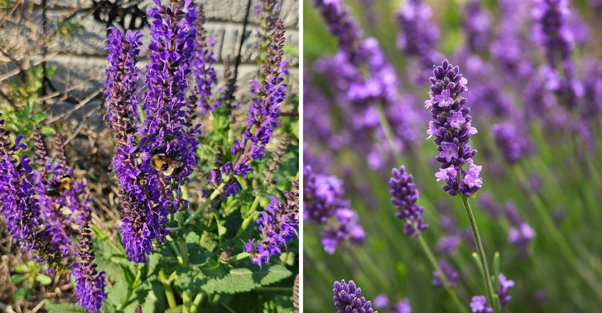 Mealy Blue Sage and Lavender