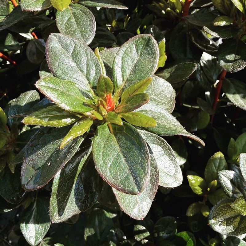Leaves Begin To Scorch And Turn Brown At The Edges