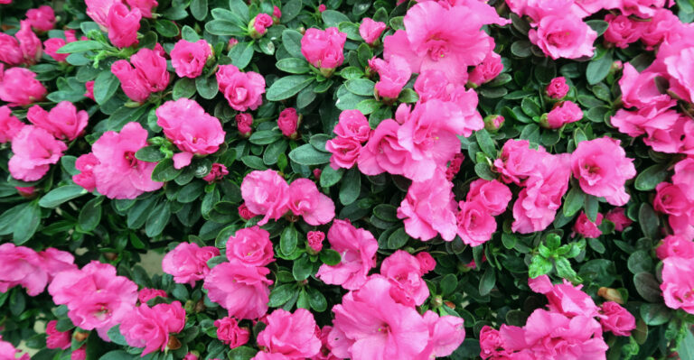 Azaleas (featured image)