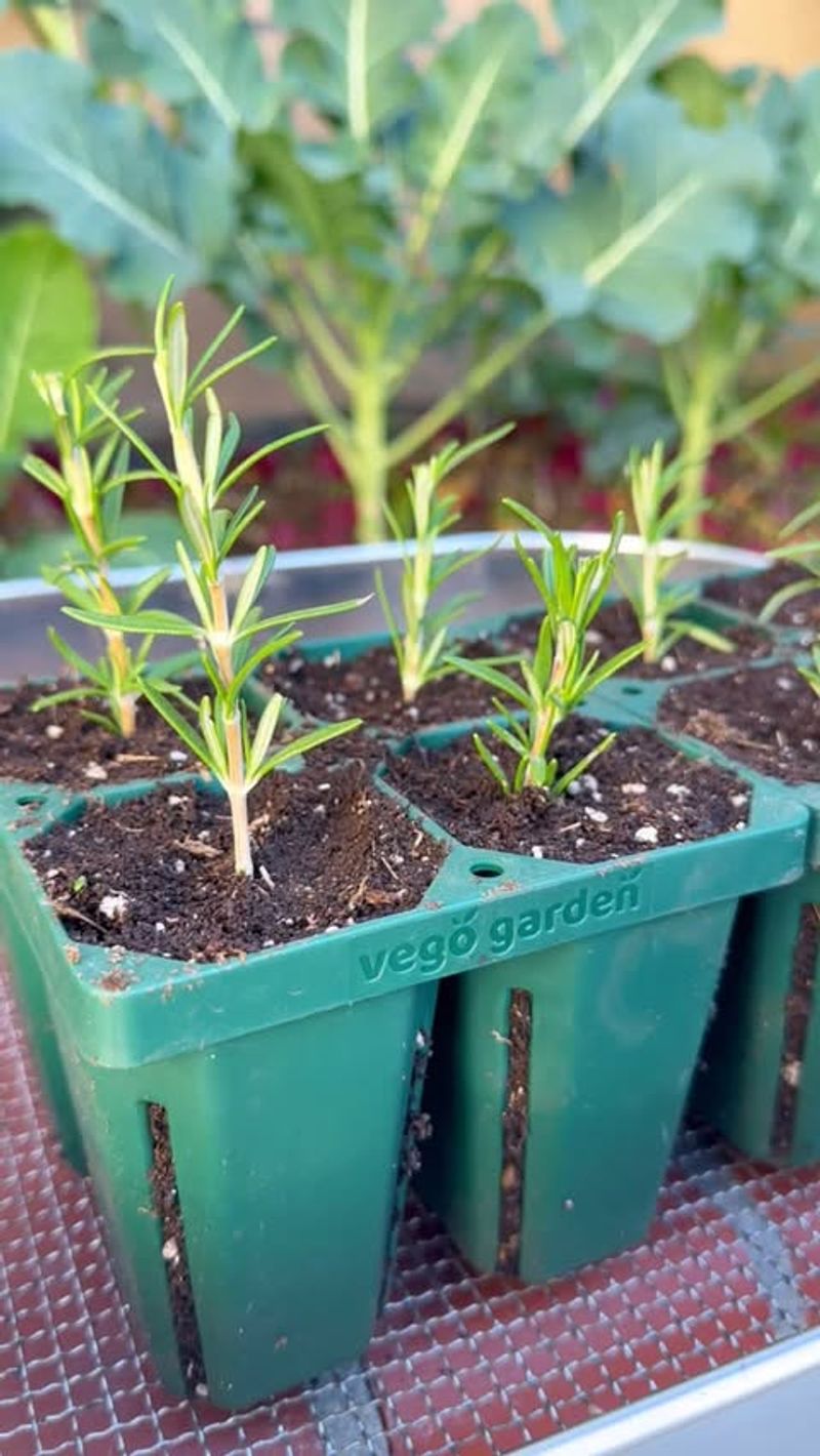 Take Soft Green Cuttings From Healthy Stems