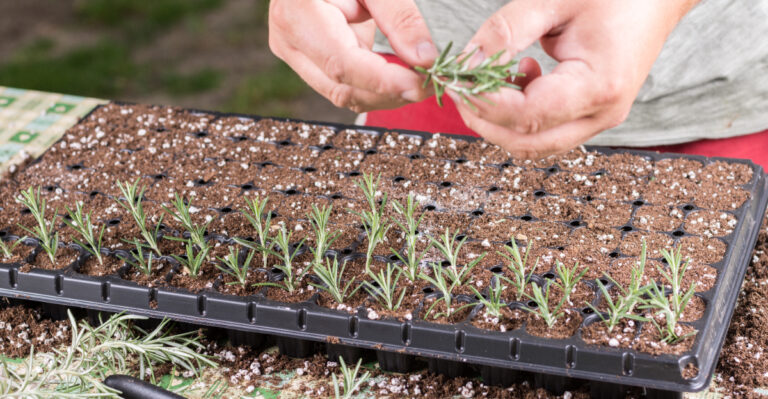 Rosemary (featured image)