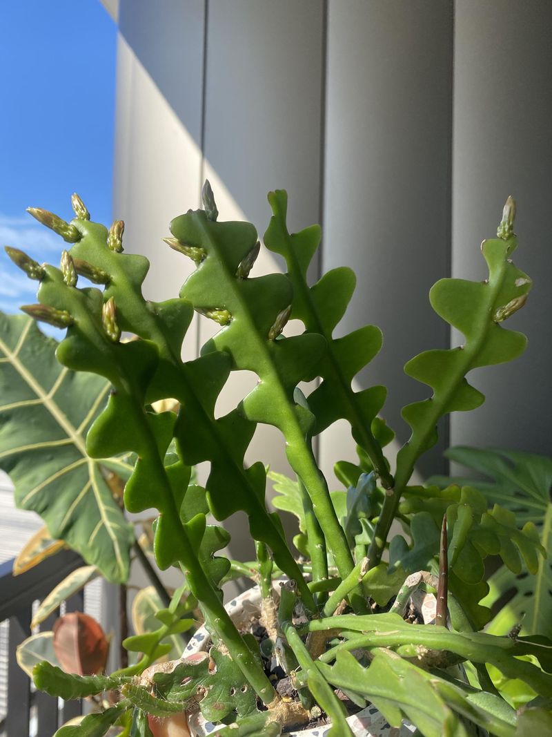 Fishbone Cactus Needs Bright Indirect Light To Support Flowering