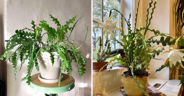 7 Easy Ways To Get Fishbone Cactus To Bloom In Arizona Homes