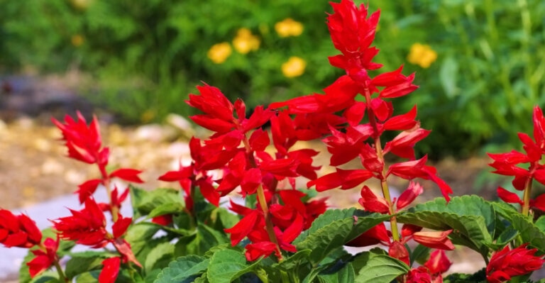 7 Fast-Growing Flowers You Can Still Plant In May In Georgia