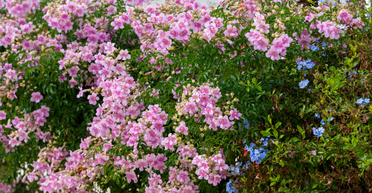 7 Fast-Growing Vines To Plant In April In Arizona For Strong Coverage