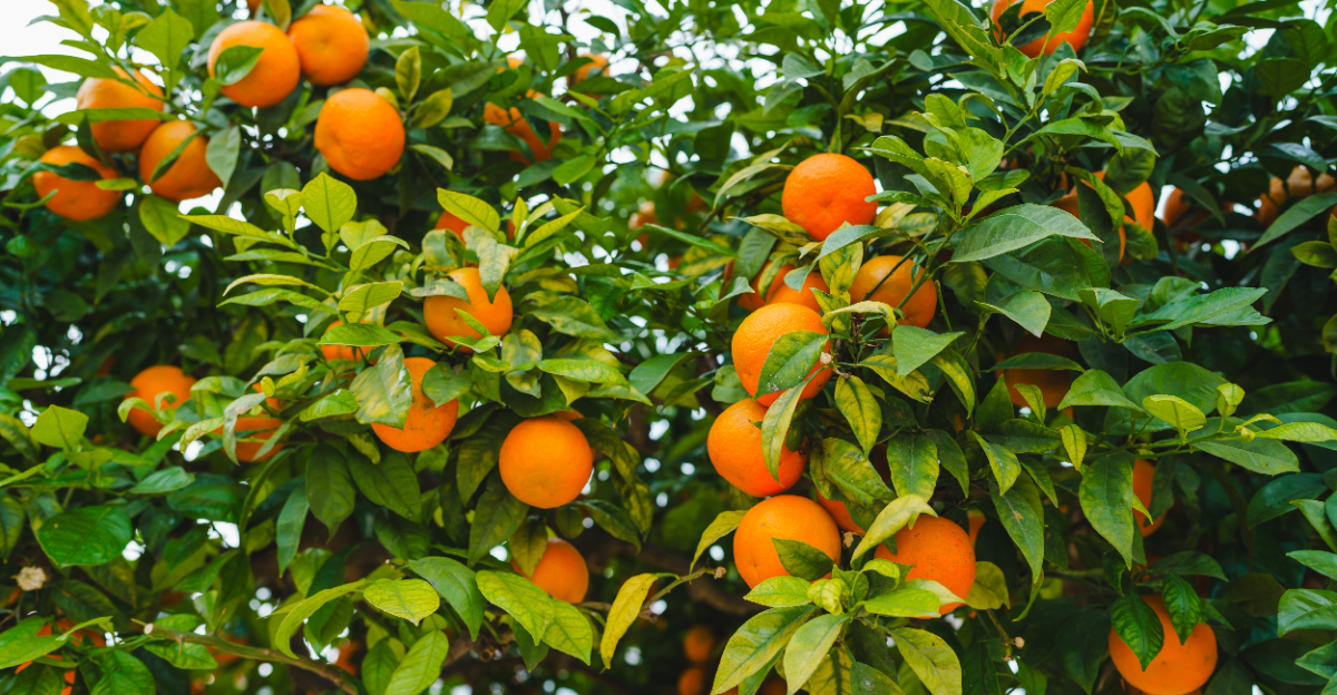 fruit tree (featured image)