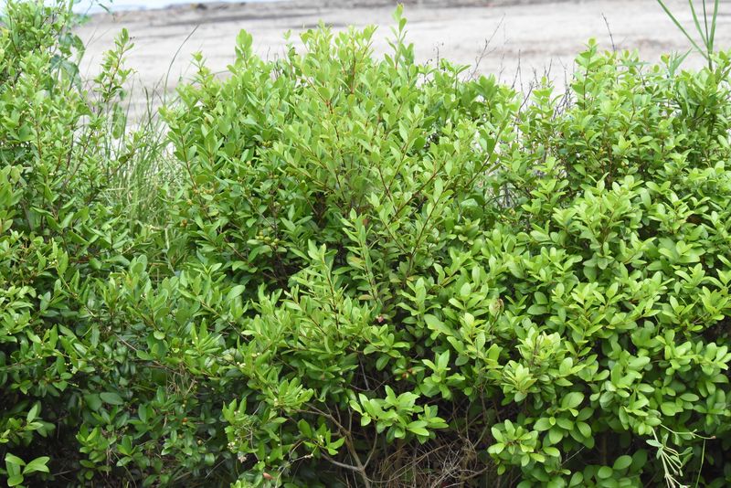 Replace Nandina With Simpson's Stopper This Spring