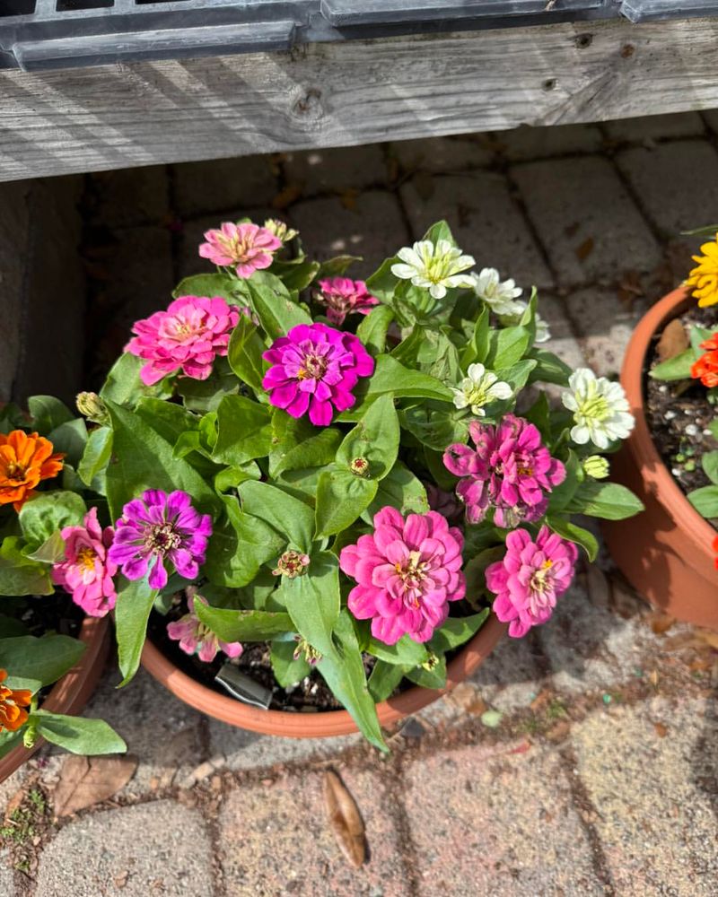 Zinnias Grow Fast And Keep Blooming In Arizona Heat