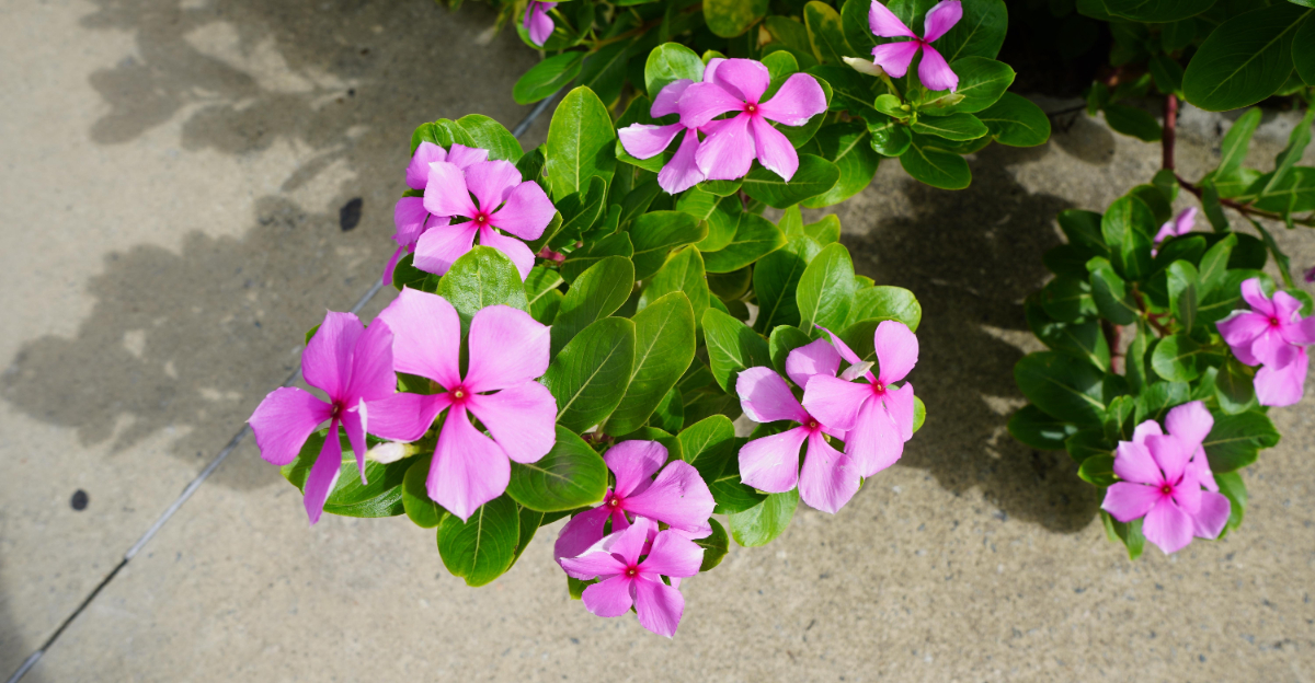 plant (featured image)