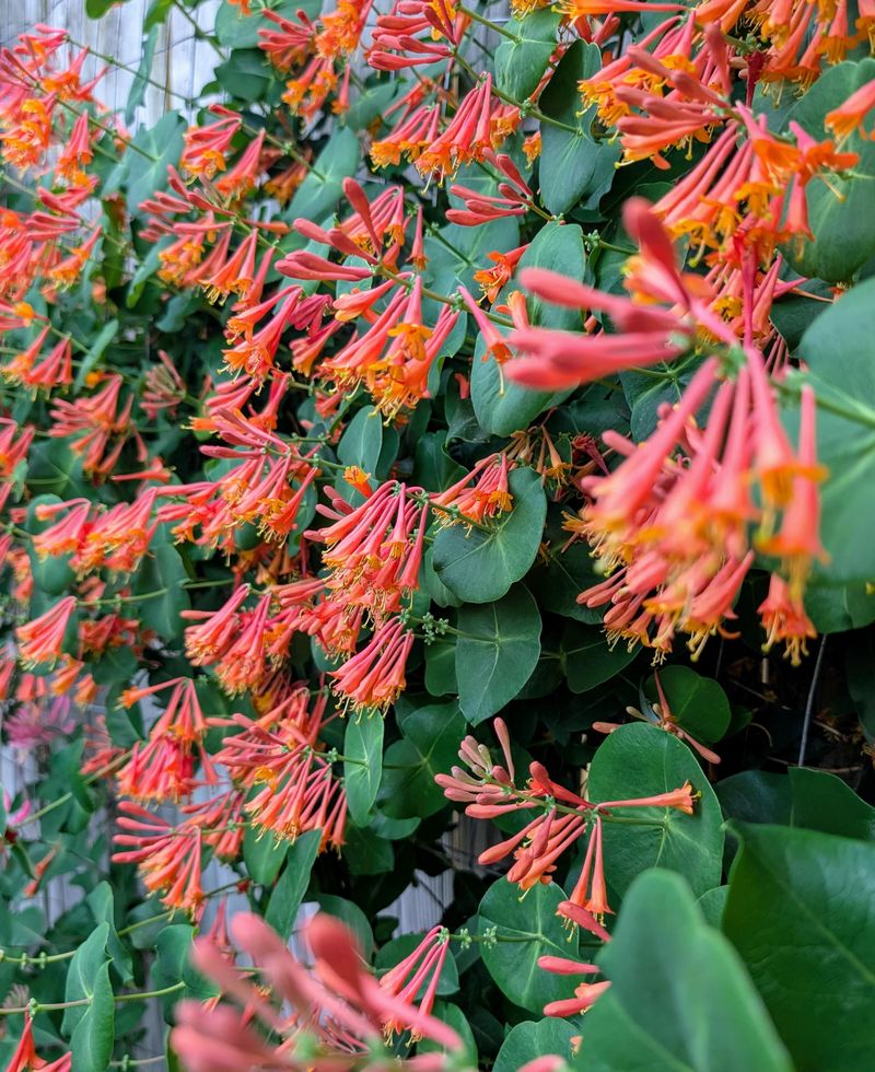 Coral Honeysuckle Brings Fast Growth And Bright Blooms
