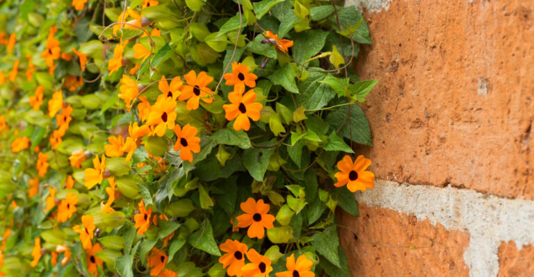 7 Flowering Vines That Take Off Fast In Georgia Spring