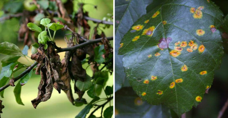 7 Fruit Tree Problems That Show Up In May In Georgia