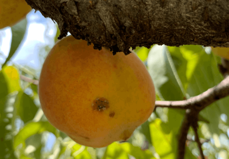 Plum Curculio Damage Appears On Developing Fruit