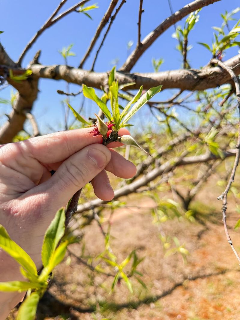 Skipping Thinning Leads To Smaller And Lower Quality Fruit