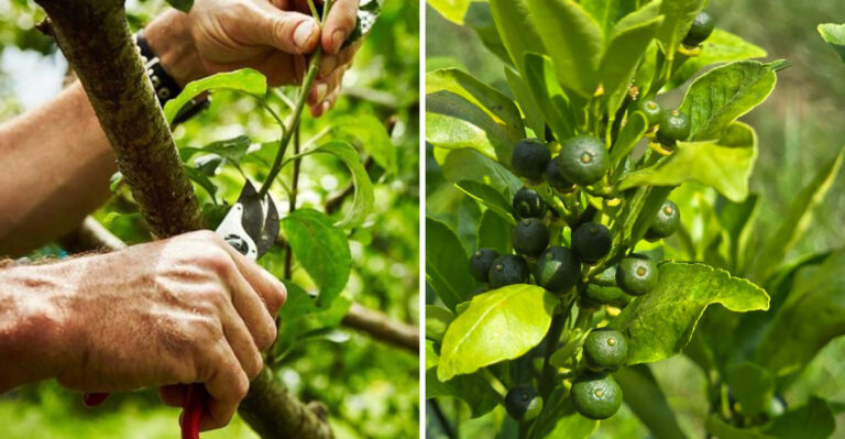 7 Fruit Tree Thinning Mistakes Arizona Gardeners Make In April